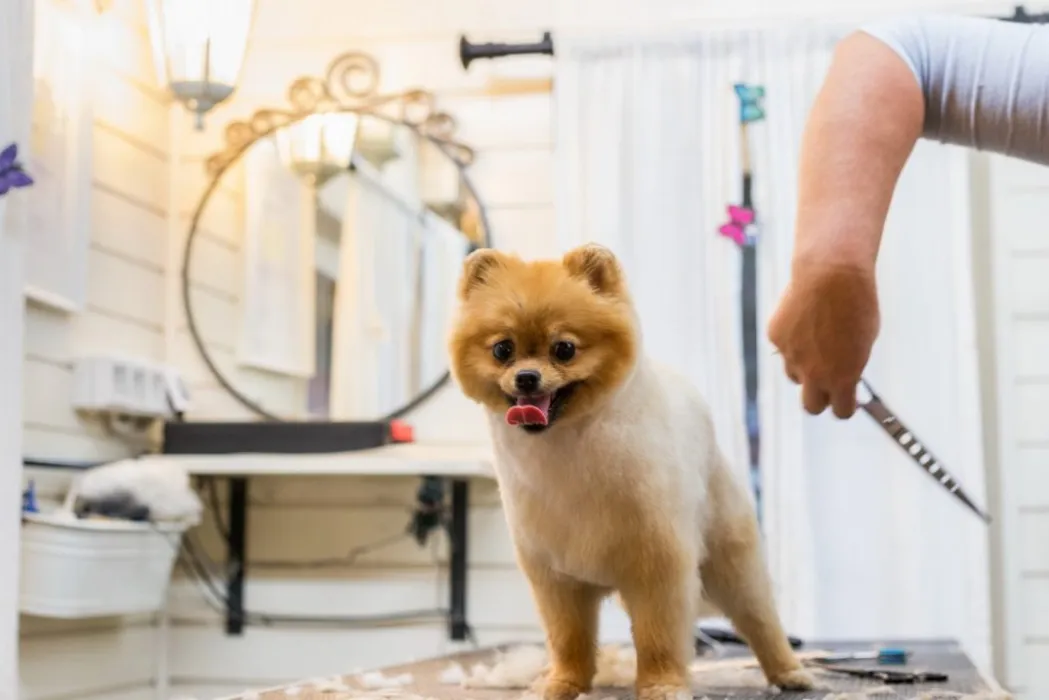 boo-grooming683.jpg
